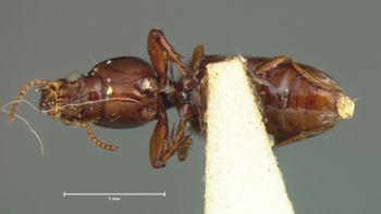 Media type: image;   Entomology 694 Aspect: habitus ventral view
